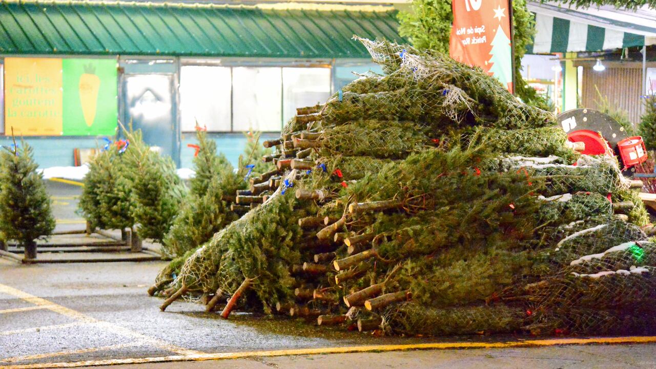 Christmas Tree Removal Service In Seattle