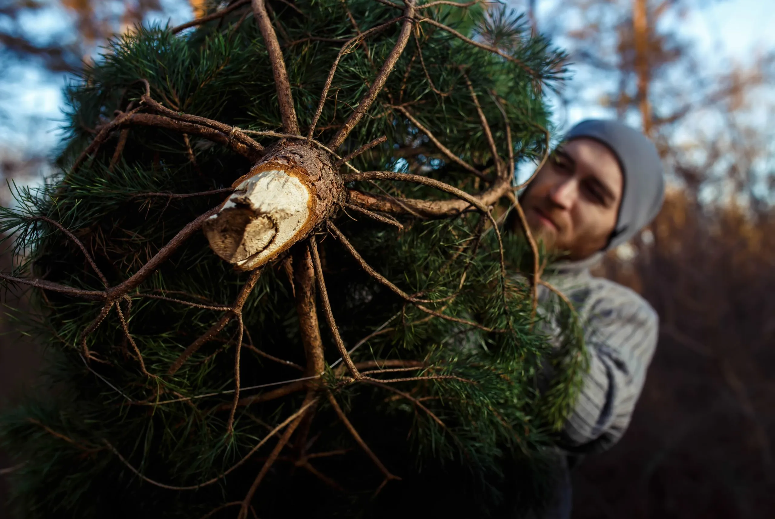 Christmas Tree Removal Service In Seattle